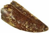 Serrated, Raptor Tooth - Real Dinosaur Tooth #224175-1